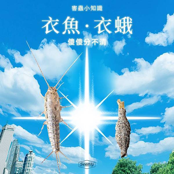 衣魚衣蛾.jpg 衣魚衣蛾.jpg