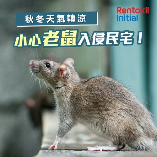 1113 秋冬老鼠.jpg