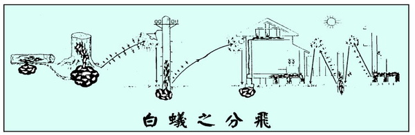 白蟻之分飛