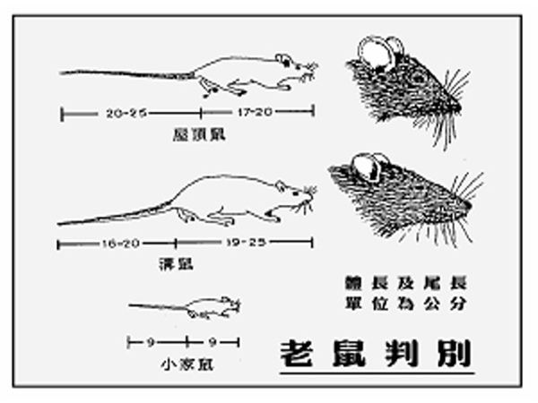 老鼠 老鼠