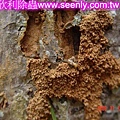 土壤內白蟻經由樹根上來侵蝕樹木