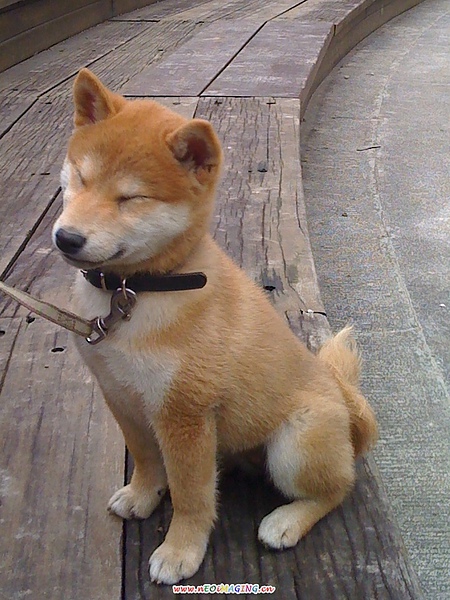 狐狸臉2.jpg 狐狸臉2.jpg