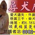 尋犬.jpg