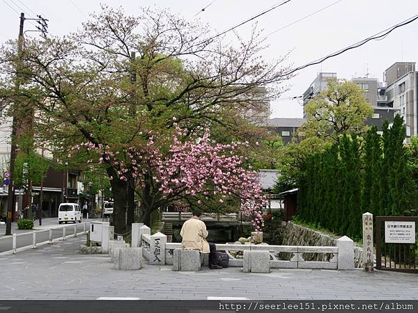 P24）高瀨川邊的櫻花樹.jpg