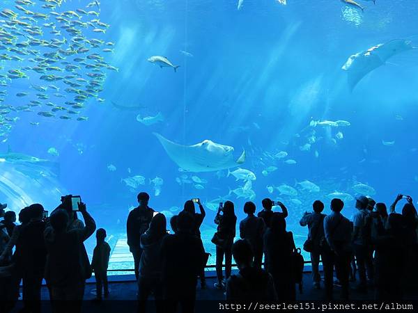 P9）美麗海海洋公園的巨大水族箱.jpg