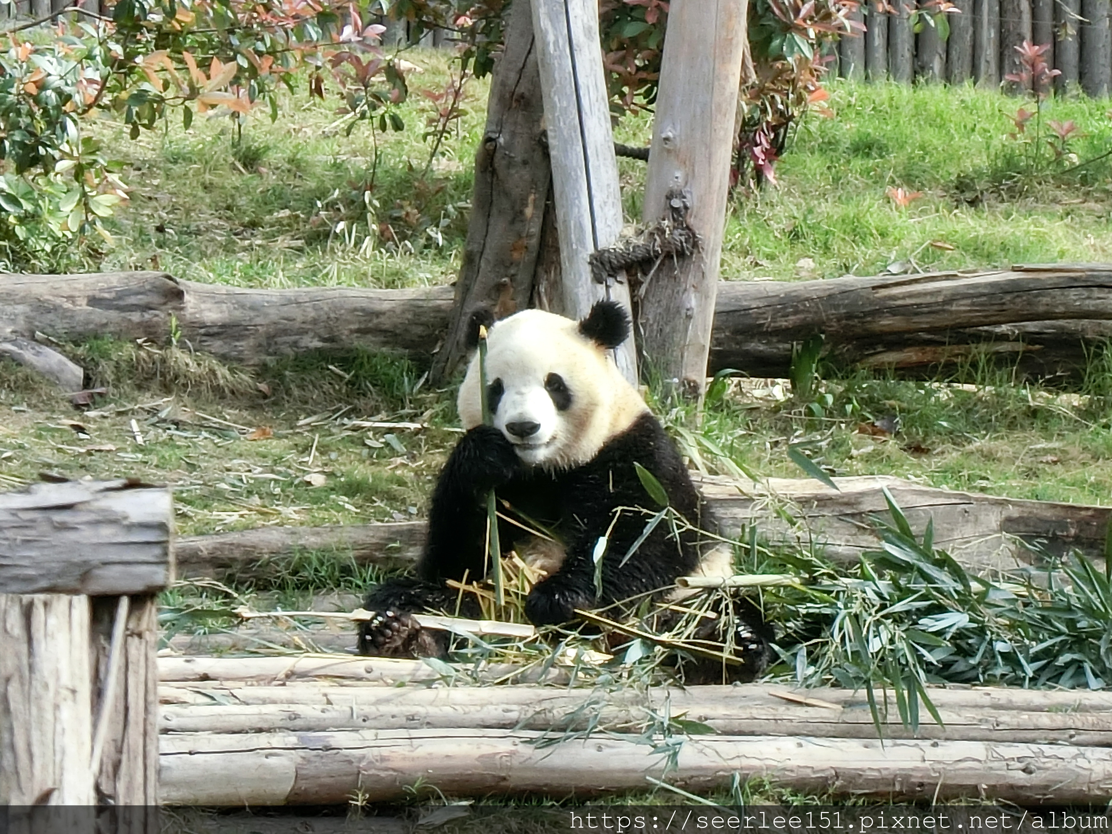 P5）可愛的熊貓成了成都的觀光名片.JPG