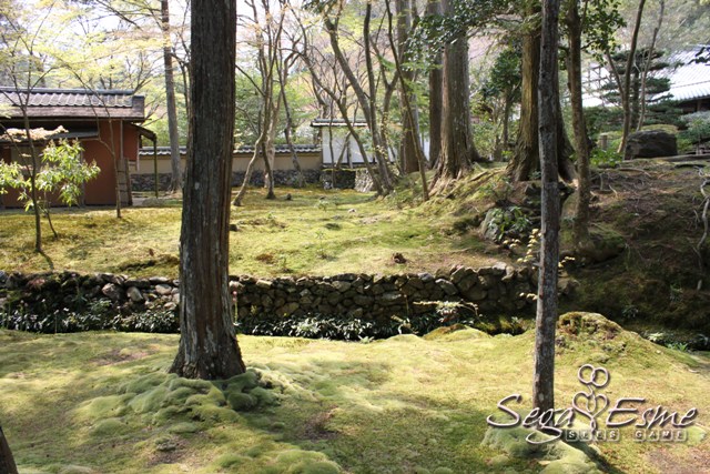 苔寺08