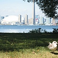 A albatross and Toronto city