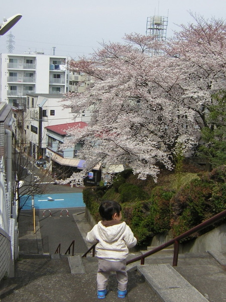 宿舍門口的階梯的櫻花大開