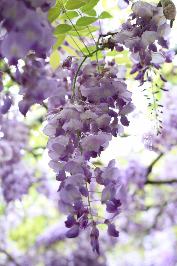 20220321-5D3-145.jpg 20220321-5D3-145.jpg