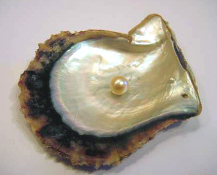 gulf-pearl-oyster.jpg