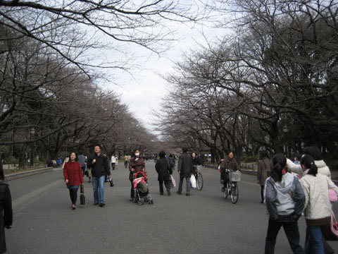 2008/3/02@上野公園