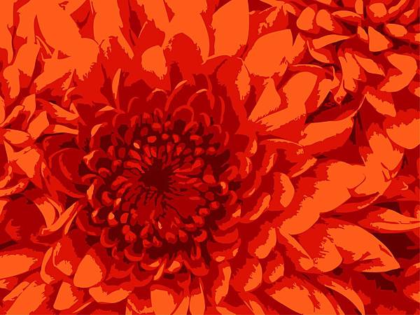 Chrysanthemum.jpg