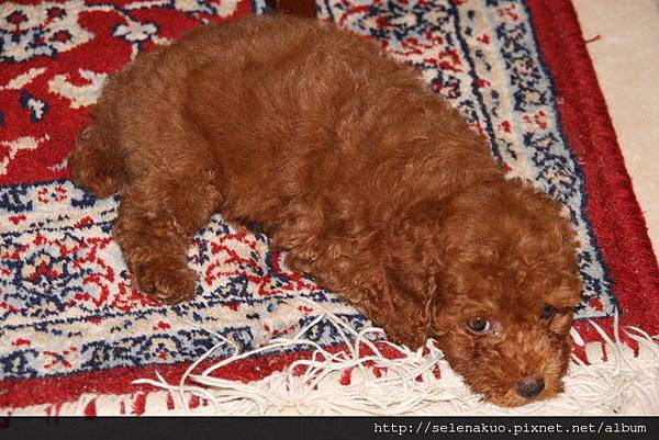 CHOCO喜歡睡在這地毯上