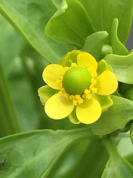 16473266_1352045168204207_4030890002153029124_n