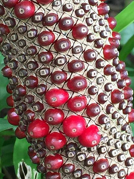 19366423_1524231370985585_1128135764969909370_n