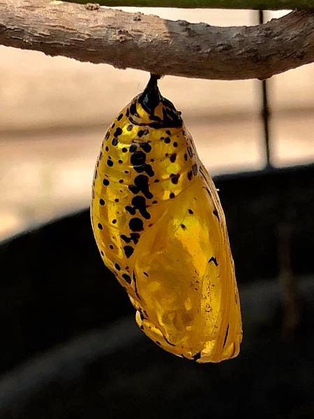 44029867_2213411542067561_8118671341260898304_n