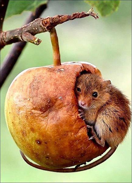 50歲的攝影師Photographer Dean Mason..jpg