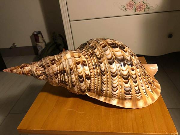 40公分大法螺.jpg