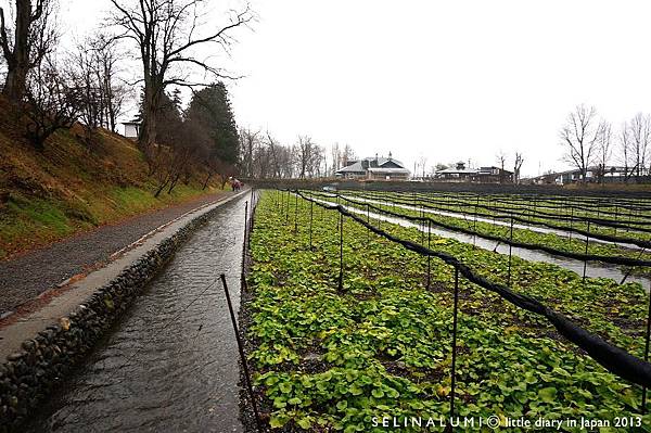 0895 DSC05438 大王山葵農場.JPG