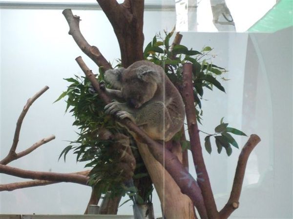 Taipei Zoo (080417)