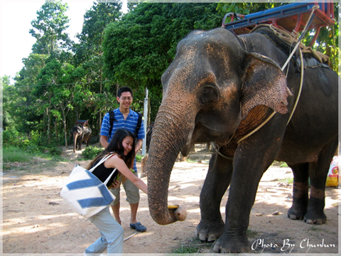 1955772992-ELEPHANT TREKKING - 餵大象