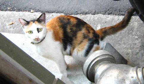 cat_2007.JPG cat_2007.JPG