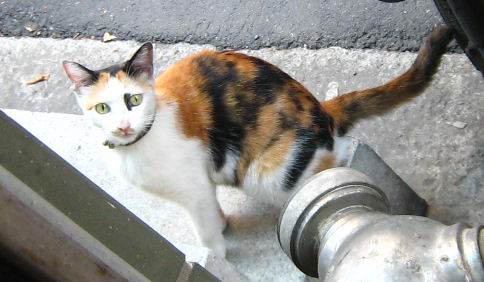 cat_2007.JPG