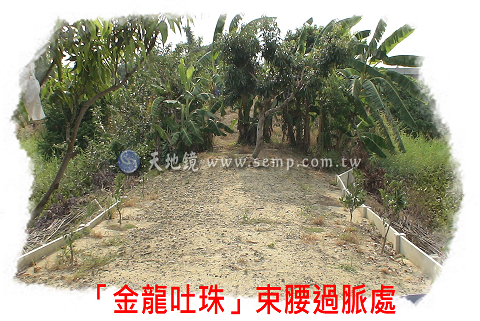 金龍吐珠束腰