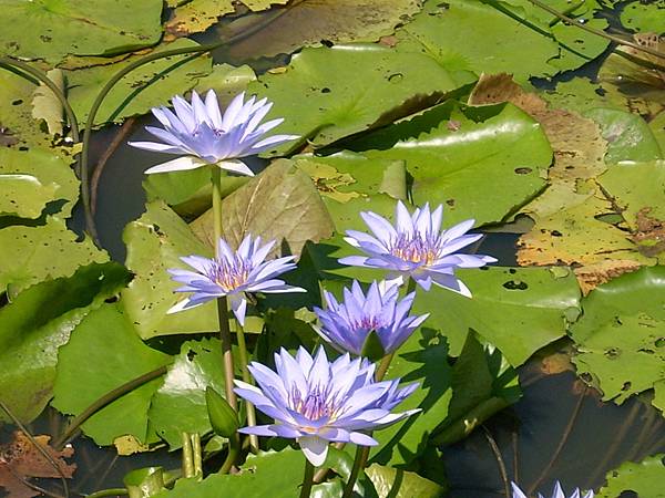蓮花 (穴場)