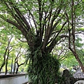 2011 林家花園 blog (51).JPG