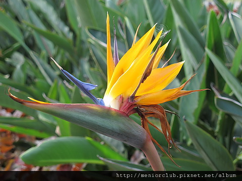 2011 北大植物 天堂鳥_08_調整大小.JPG