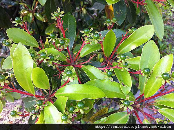 2009-台北大學賞樹 紅楠 (9)_調整大小