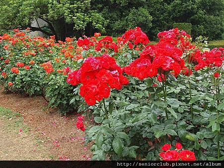 2010 京都植物園 玫瑰 (2)_調整大小