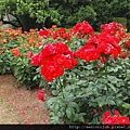 2010 京都植物園 玫瑰 (2)_調整大小