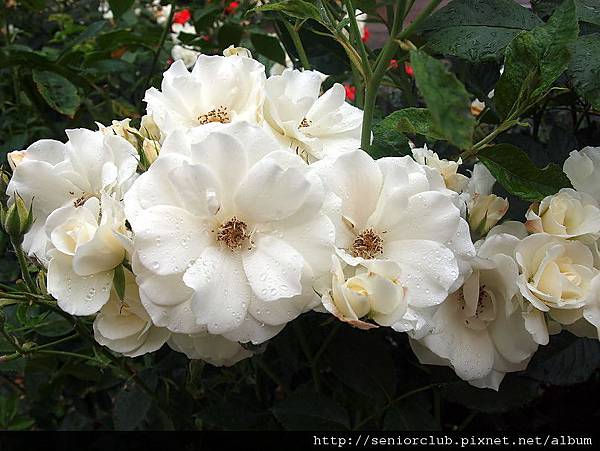 2010 京都植物園 玫瑰 (4)_調整大小