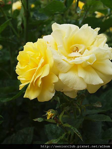 2010 京都植物園 玫瑰 (7)_調整大小