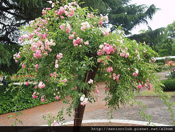 2010 京都植物園 玫瑰 (8)_調整大小