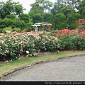 2010 京都植物園 玫瑰 (11)_調整大小