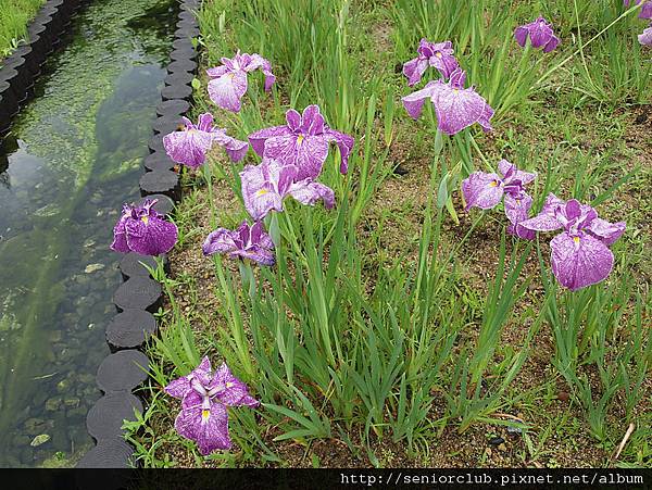 大阪長居植物園 (0006)_調整大小