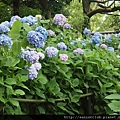 2010 京都藤森神社 (0050)_調整大小