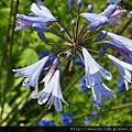 2010 比叡山山頂花園 (011)_調整大小