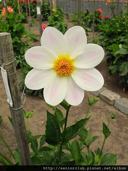 2012 USA SF Garden (80)_調整大小