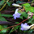 2012 Nov 明池 (17)_調整大小