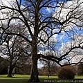 2013 April Kew Garden tree (2)_調整大小