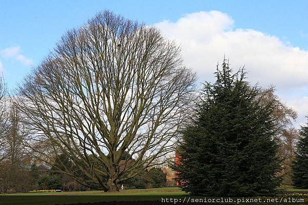 2013 April Kew Garden tree (21)_調整大小