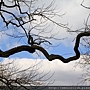 2013 April Kew Garden tree (38)_調整大小