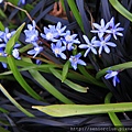 2013 April Kew Garden_Scilla verna_35_調整大小