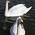 2013 April Kew Garden Pond (12)_調整大小