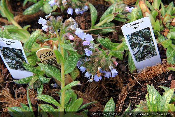 2013 Kew Garden Booth (13)_調整大小